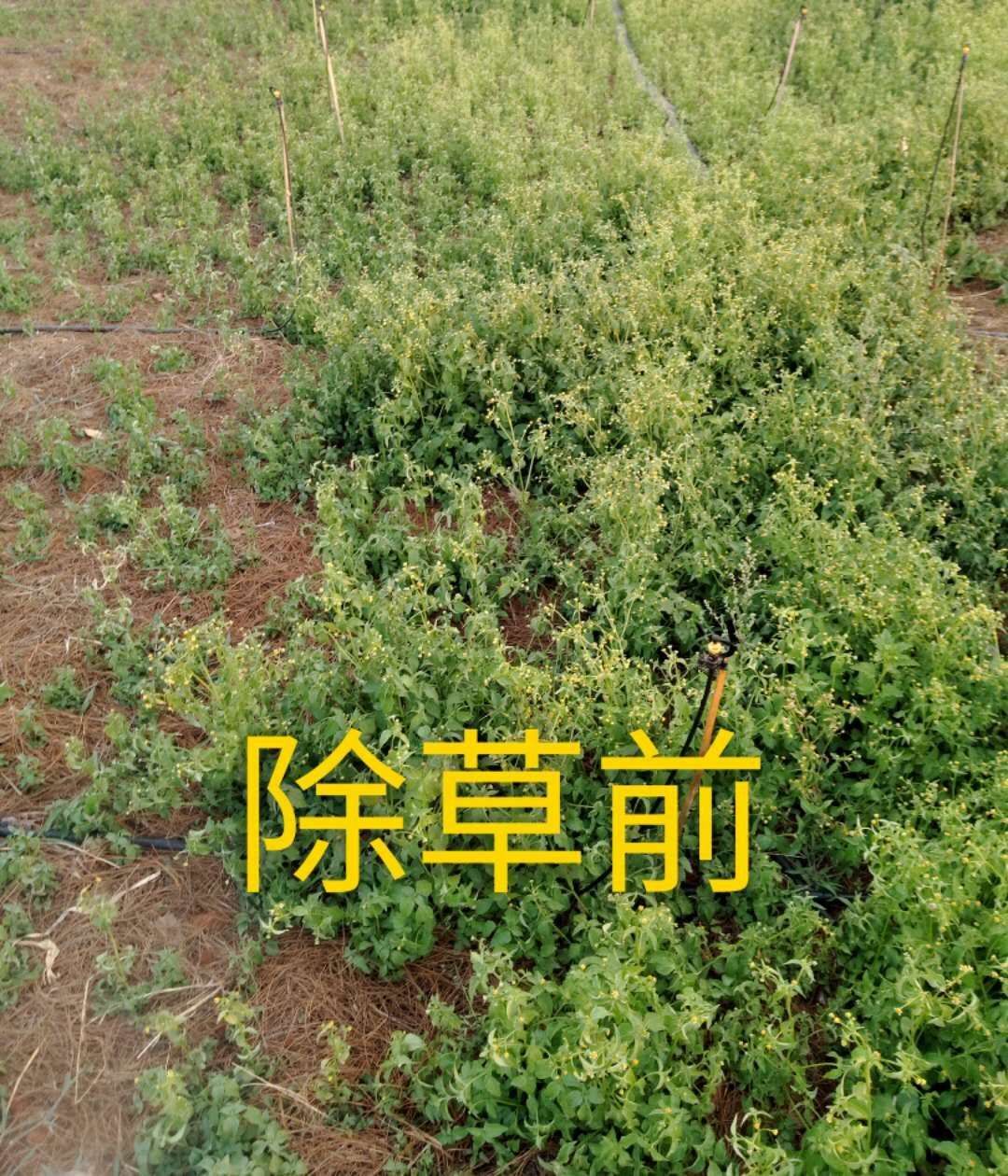 鱼腥草除草剂